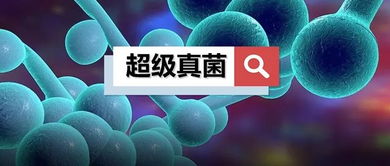 超级真菌 来了 致死率60 中国已有18例 疾控部门说