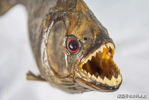 食人鱼吃人事件：秘鲁11岁男孩身体被吃到只剩白骨！(食人鱼吃人视频)