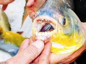 厄勒海峡发现 切蛋鱼 