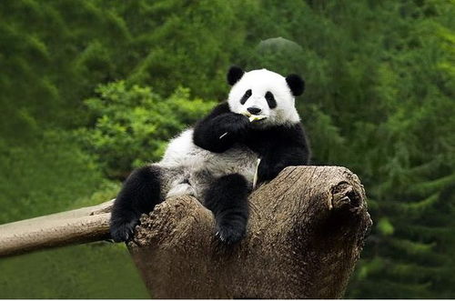 巴基斯坦人疑惑,为啥中国借给日本熊猫,却一只都不肯借给我们