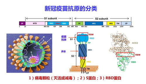 姜世勃教授 新冠病毒疫苗能否研发成功,取决于病毒