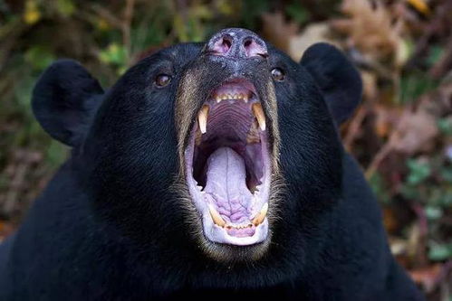 黑熊袭击事件后续:遇害村组长被拍到头 四川黑熊咬死3村民事件(日本黑熊袭击事件)