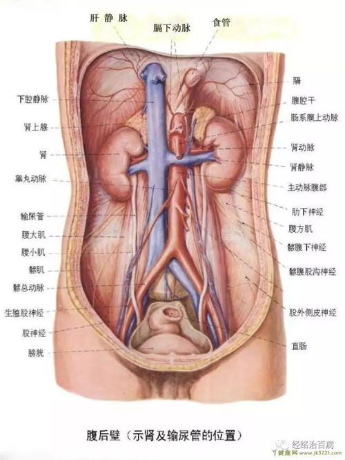 人体内脏分布图(人体内脏分布图)