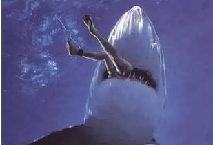 世界上最惨鲨鱼吃人事件：历史上被鲨鱼吃掉的事件(世界上最惨的鲨鱼)