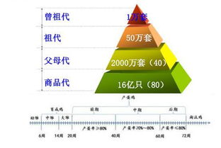 十年新低基本面下的鸡蛋交易策略丨纪要