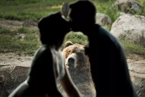 男子酒后闯入动物园:在水中与400斤母熊搏斗