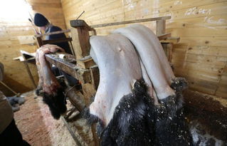 俄动物农场揭露奢华皮草背后的残忍真相 欧洲 