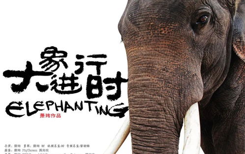 主题片单 15头大象逼近云南昆明,人类究竟能否与动物和谐相处
