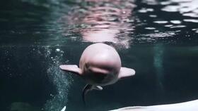 20岁白鲸妈妈产下巨型宝宝 罕见分娩画面曝光太神奇