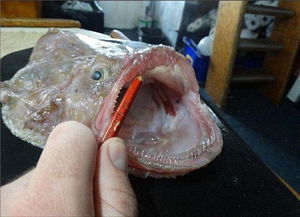 澳渔民捕获深海怪鱼 外形奇丑似外星生物