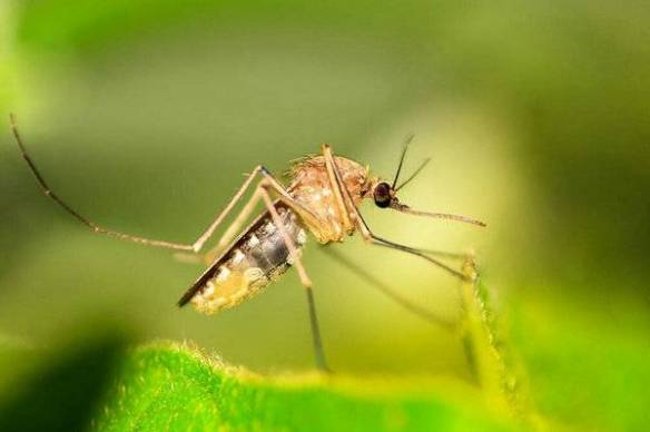 美国将释放数百万只转基因蚊子防疟疾 专家却担心