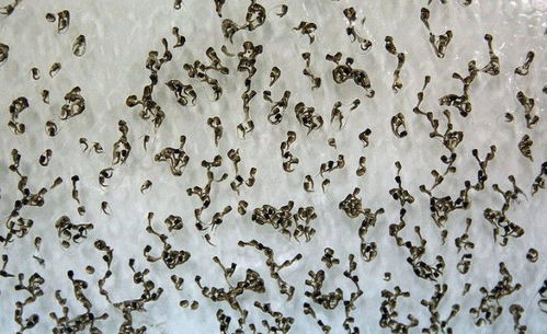 中国最大的蚊子工厂, 用羊血来喂蚊子, 每个月释放3000万只