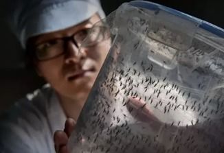 世界最大蚊子工厂每周生产3000万只 蚊子改良计划 
