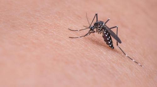 中国最致命的蚊子每年致死人数超72