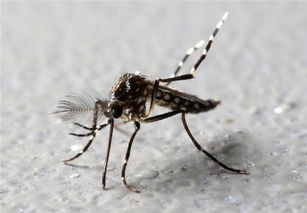 手机声音雷达识别蚊子种类 有效灭蚊需全民参与
