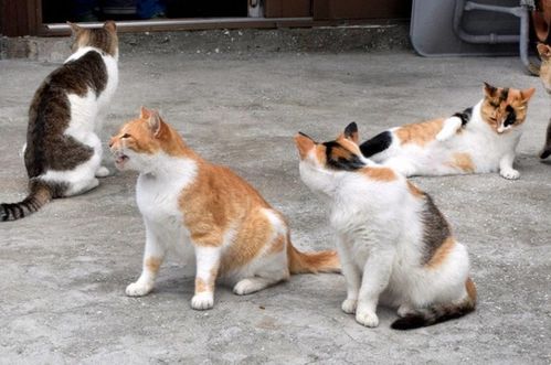 日本 猫岛 60多只猫意外死亡 8旬老人涉嫌投毒被起诉 