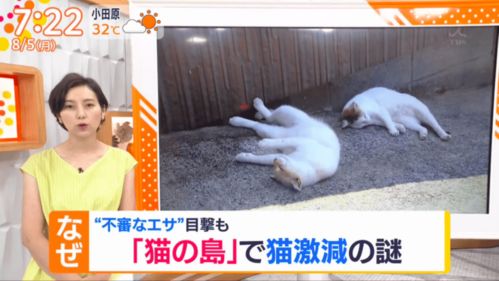 日本 猫岛 60多只猫意外死亡 八旬老人涉嫌投毒被起诉