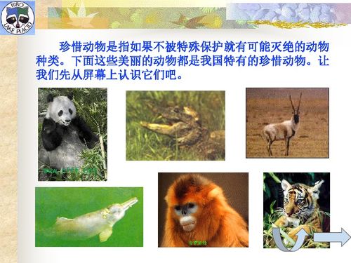 只属bai中国珍稀野生动物