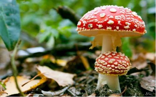 远安疾控紧急提醒 谨防误食野生毒蘑菇引起食物中毒
