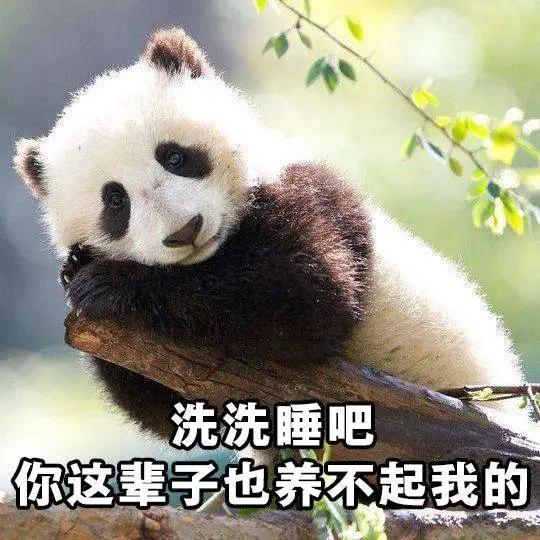 因为新冠疫情,芬兰要把两只大熊猫送回中国了