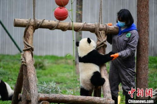 中国大熊猫保护研究中心 疫情对圈养大熊猫的繁育间接影响较大 