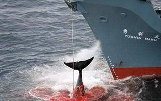 日本开膛屠宰鲸鱼现场