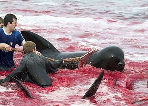 震惊 继日本杀鲸后,丹麦集体屠杀海豚 场面血腥