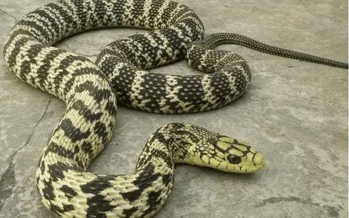 世界上 最牛 的无毒蛇,可吞食五步蛇,或许只有眼镜王蛇能抗衡