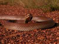 世界上最毒的毒蛇是什么蛇?(世界上最毒的毒蛇是谁?)