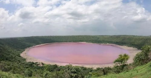 印度湖泊变粉红色 让旅游爱好者兴趣大增