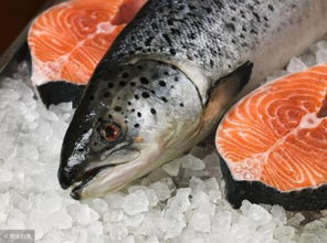 辟谣 养殖三文鱼是世界上最毒的食物 真相不是你想的这样 