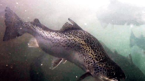 生态头条 触目惊心 外媒曝光挪威三文鱼 养殖罪恶 许多带病鱼身上布满溃疡
