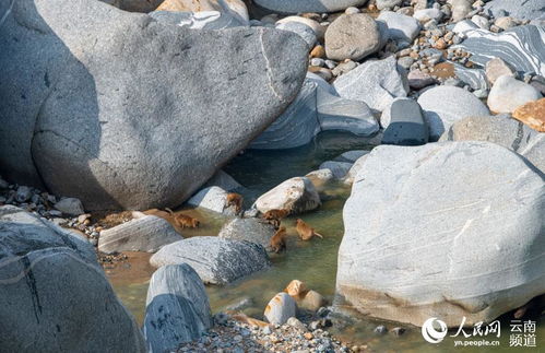 罕见 26只熊猴在德宏大盈江集体洗澡 