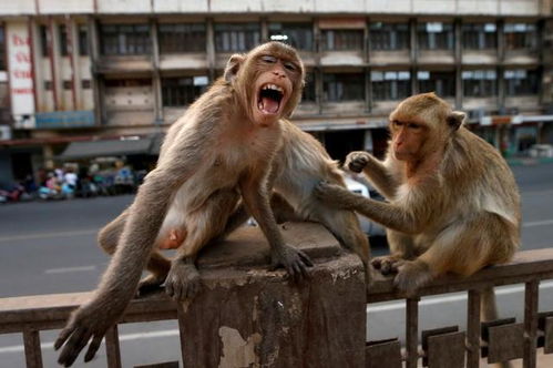 印度北方邦猴子被警方逮捕,被关进动物园终身监禁(印度北方邦独立)