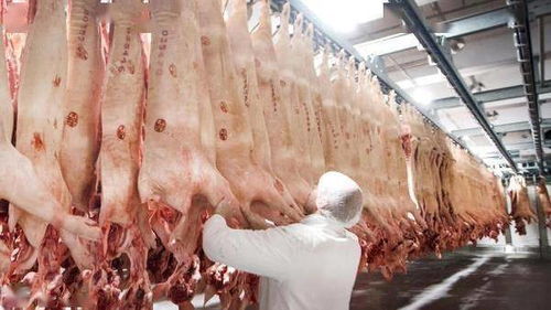 德国最大肉联厂聚集性感染人数上升至730人(河南省最大的肉联厂有几家)