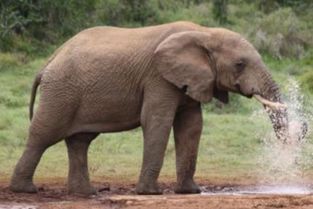 大象的生活习性是什么 