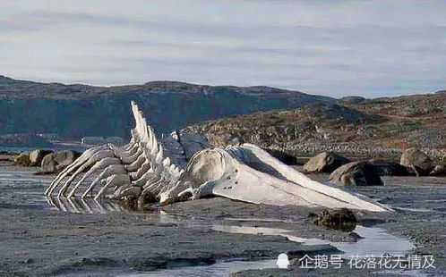 1934年营口 坠龙事件 ,不明生物到底是什么