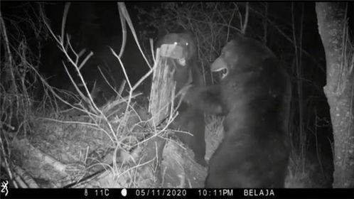 中俄边境两只熊打架 观察老虎相机在打架中被毁坏