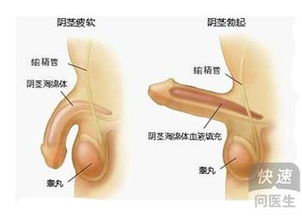 男性在同房时硬不起来是怎么回事呢