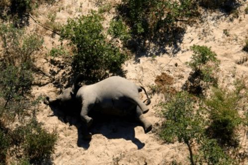 非洲大象再现大规模 神秘 死亡