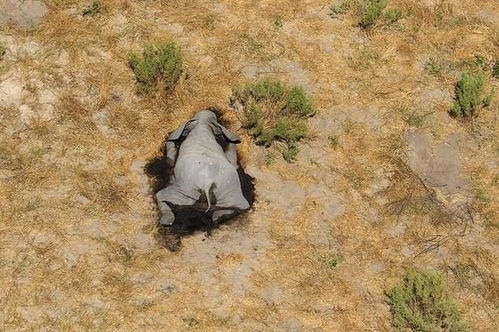 超过350头大象在博茨瓦纳神秘死亡 科学家督促政府尽快检测