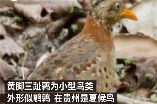 贵州山中龙吟为鸟类发出声源 具体是哪种鸟类 终于真相大白了
