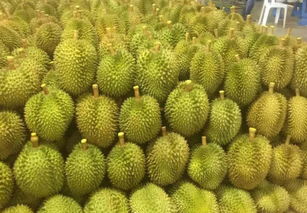 单身狗看过来 泰国榴莲大王为女招婿 肤白貌美,送房送车送现金 