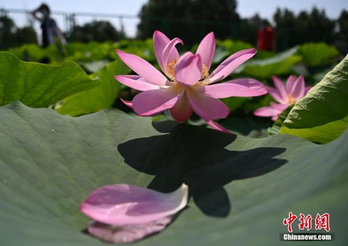 来圆明园 百年古莲的 第二代 开花了