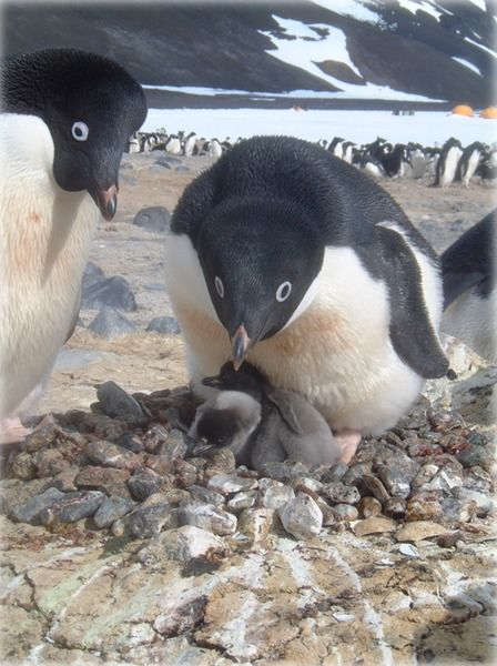 鹅生不易,这些企鹅只能去偷石头