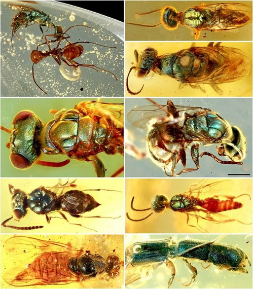 缅甸琥珀揭示多样性昆虫结构色的形成机制 
