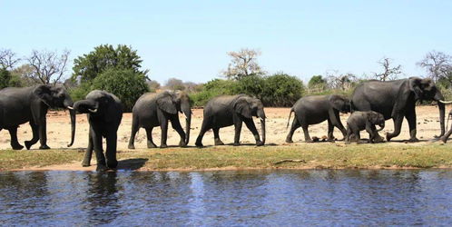 数百头大象离奇死亡 疫情下的非洲 大象王国 发生了什么