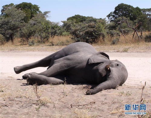 博茨瓦纳3个月内275头大象离奇死亡 图片频道 