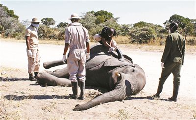 数百头大象离奇死亡 大象王国 怎麽了 