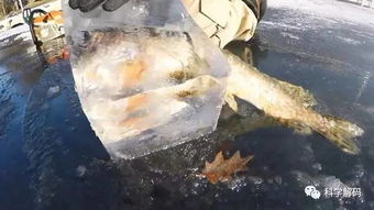 搜狐公众平台 鱼出水面瞬间湖水结冰 这画面太罕见 
